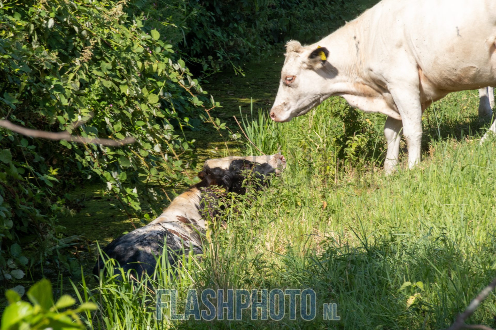 Stier vast in smalle sloot